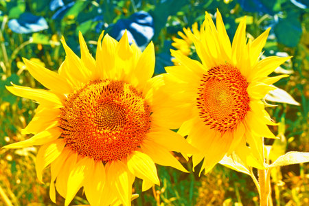 Agriculture. Bright colorful flower sunflower on  background summer landscapeの写真素材