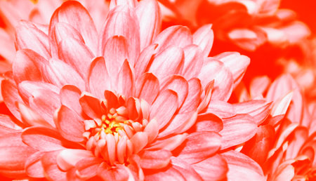 Colorful chrysanthemum flowers on a background of the autumn landscape. meadow bloomingの写真素材
