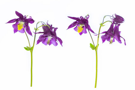Bright aquilegia flower isolated on white background. Nature.の写真素材