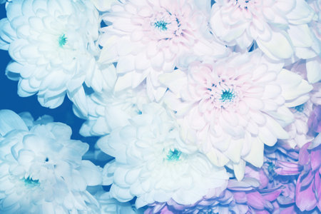 Colorful chrysanthemum flowers on a background of the autumn landscape. meadow bloomingの写真素材
