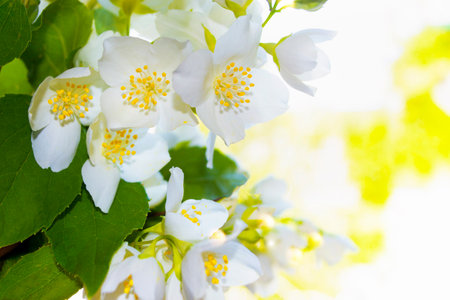 White jasmine. The branch delicate spring flowers. natureの写真素材