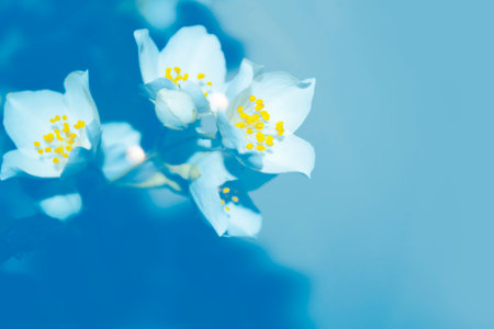 White jasmine. The branch delicate spring flowers. natureの写真素材