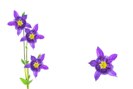 Bright aquilegia flower isolated on white background. Nature.の写真素材