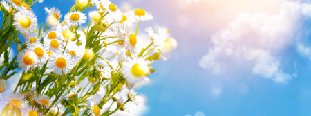 White bright daisy flowers on a background of the summer landscape. Wildflowers outdoorsの写真素材