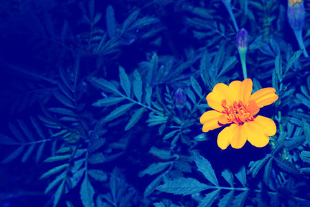 Blurred. Colorful bright flowers marigold against the background of the summer landscape.