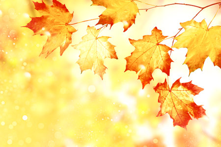 autumn landscape with bright colorful leaves. Indian summer. foliage.の写真素材
