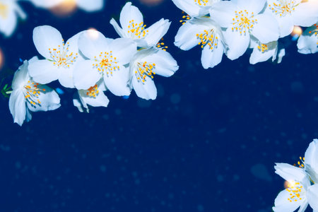 White jasmine. The branch delicate spring flowers. natureの写真素材