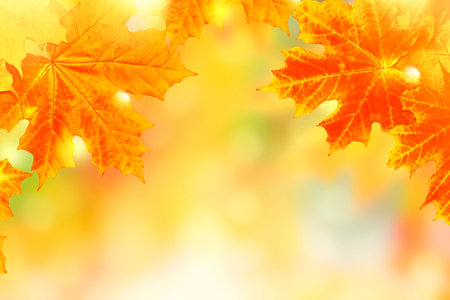 autumn landscape with bright colorful leaves. Indian summer. foliage.の写真素材