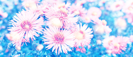 Colorful chrysanthemum flowers on a background of the autumn landscape. meadow bloomingの写真素材
