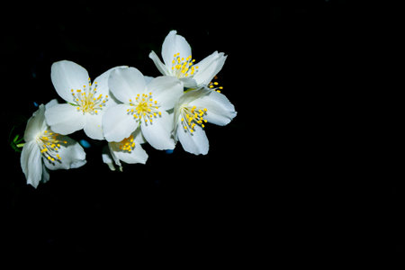 branch of jasmine flowers isolated on black background. natureの写真素材
