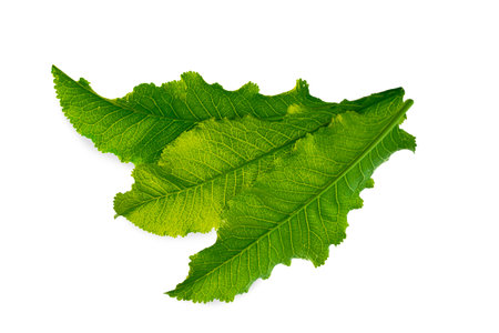 Fresh horseradish leaves isolated on white background. natureの写真素材