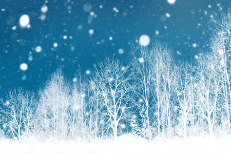landscapes. Frozen winter forest with snow covered trees. outdoorの写真素材