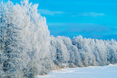 landscapes. Frozen winter forest with snow covered trees. outdoorの写真素材