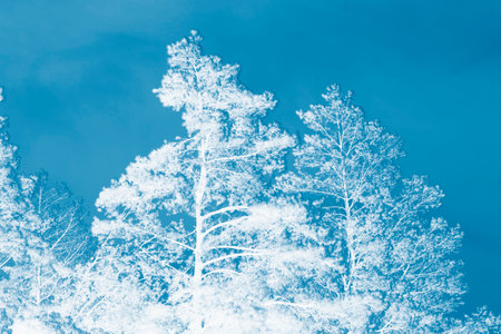landscapes. Frozen winter forest with snow covered trees. outdoorの写真素材