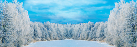 landscapes. Frozen winter forest with snow covered trees. outdoorの写真素材