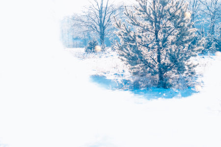 landscapes. Frozen winter forest with snow covered trees. outdoorの写真素材