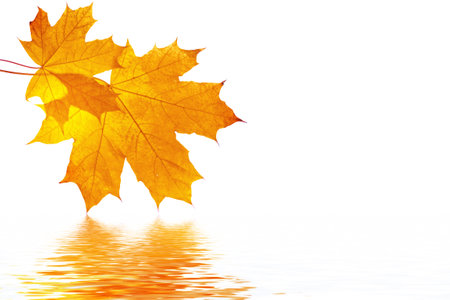 Bright autumn maple leaf on a white background. foliage. Fall conceptの写真素材