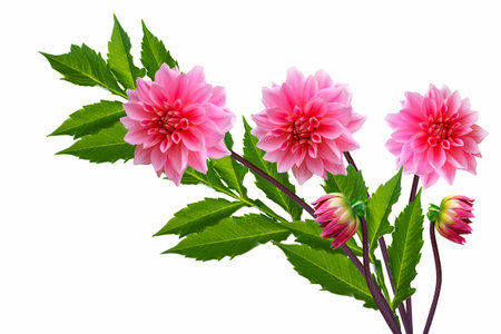 Colorful bright flower dahlia isolated on white background. natureの写真素材