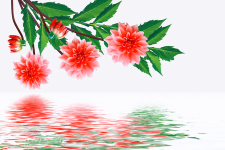 Colorful bright flower dahlia isolated on white background. natureの写真素材
