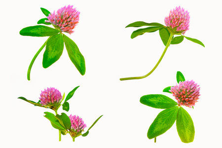 Wild red clover (Trifolium pratense). beautiful forest clover flowers isolated on a white backgroundの写真素材