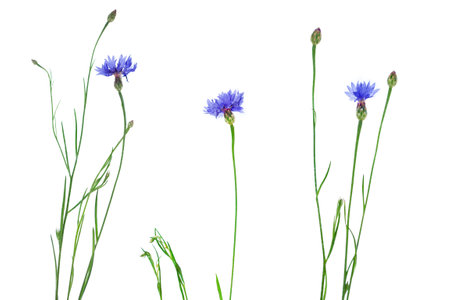 Wild flower cornflower isolated on white background. wildflowerの写真素材