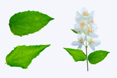branch of jasmine flowers isolated on white background. Beautiful flowering plantの写真素材
