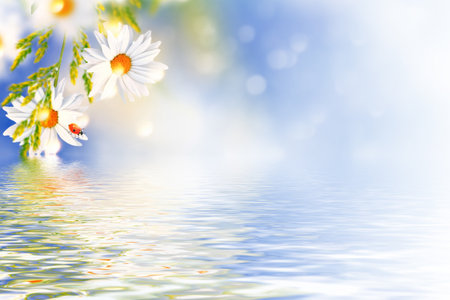 White bright daisy flowers on a background of the summer landscape. Wildflowers outdoorsの写真素材