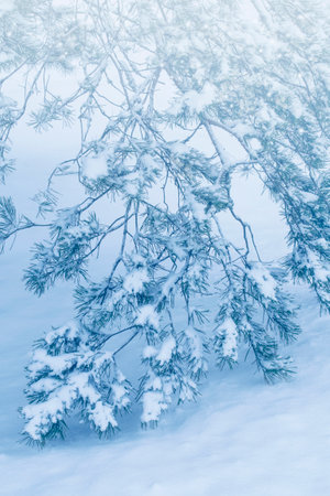 landscapes. Frozen winter forest with snow covered trees. outdoorの写真素材