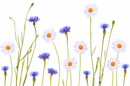 Wild flower cornflower, chamomile isolated on white background. wildflowerの写真素材