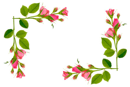 Five roses on a white background. Holiday greeting card.の写真素材