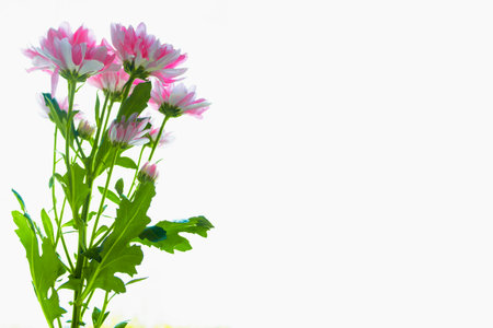 Colorful autumn flowers of chrysanthemum on a white background. floral composition.の写真素材