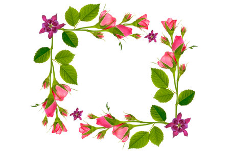 frame. Five roses on a white background. Holiday greeting card.の写真素材