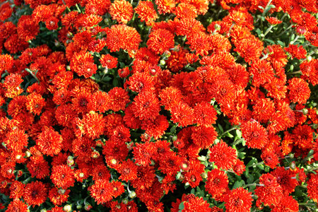 Colorful chrysanthemum flowers on a background of the autumn landscape. meadow blooming. natureの写真素材