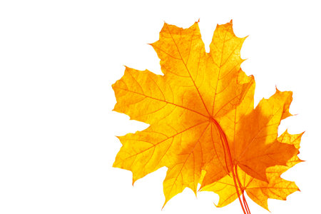 Bright autumn maple leaf on a white background. foliage. Fall conceptの写真素材