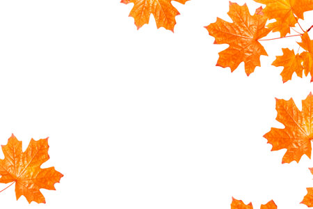 Bright autumn maple leaf on a white background. foliage. Fall conceptの写真素材