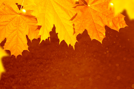 autumn landscape with bright colorful leaves. Indian summer. foliage.の写真素材