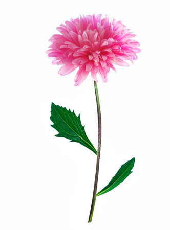 Colorful bright flower aster isolated on white background. natureの写真素材