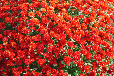 Colorful chrysanthemum flowers on a background of the autumn landscape. meadow blooming. natureの写真素材