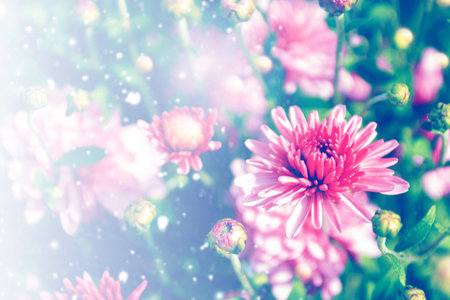 Colorful chrysanthemum flowers on a background of the autumn landscape. meadow blooming. natureの写真素材