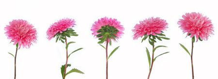 Colorful bright flower aster isolated on white background. natureの写真素材