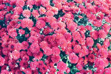 Colorful chrysanthemum flowers on a background of the autumn landscape. meadow blooming. natureの写真素材