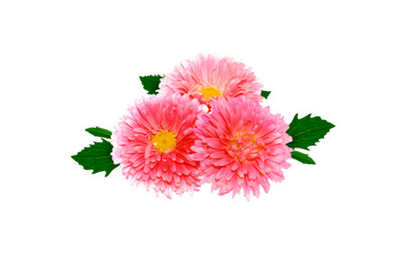Colorful bright flower aster isolated on white background. natureの写真素材