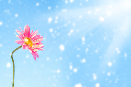 Blurred. White bright daisy flowers on a background of the summer landscape. Wildflowers outdoorsの写真素材