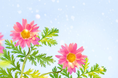 Blurred. White bright daisy flowers on a background of the summer landscape. Wildflowers outdoorsの写真素材