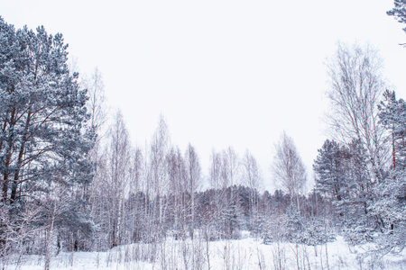 Landscapes. Frozen winter forest with snow covered trees. outdoorの写真素材