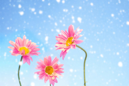 Blurred. White bright daisy flowers on a background of the summer landscape. Wildflowers outdoorsの写真素材
