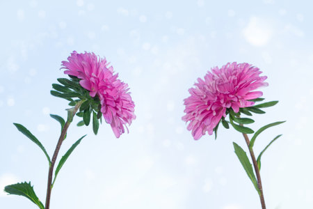 Colorful aster flowers on a background of the autumn landscape. meadow bloomingの写真素材