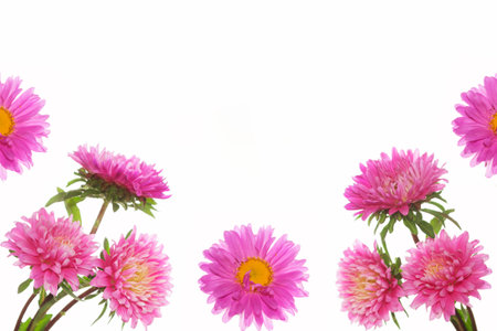 Colorful bright flower aster isolated on white background. natureの写真素材