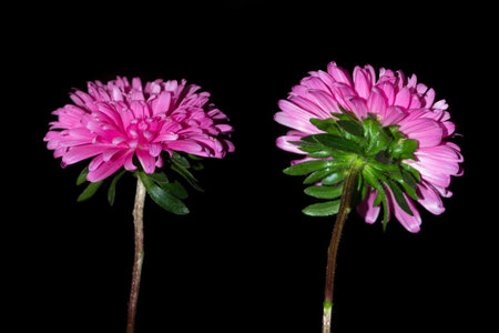 Colorful bright flower aster isolated on black background. natureの写真素材