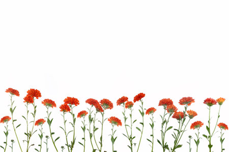 Colorful autumn flowers of chrysanthemum on a white background. floral composition.の写真素材